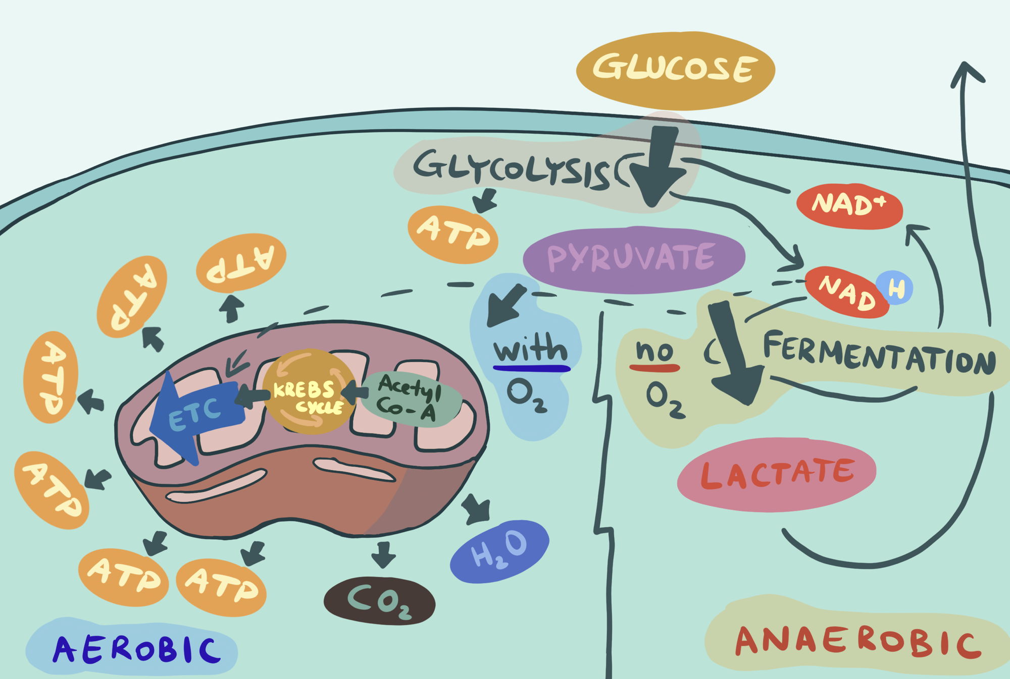 RUNNING 101: some basic biology of structured suffering